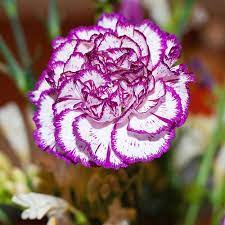 Purple And White Carnation Welcome To Flickr Flower Tuesda Flickr Carnation Flower Macro Photography Flowers Purple Carnations