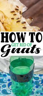 fruit fly trap diy, fruit flies