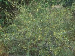 Image result for Grewia flava