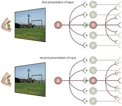 Learning in many visual perceptual tasks has been shown to be specific to practiced stimuli, while new stimuli have to be learned from scratch. Perceptual Pleasure And The Brain American Scientist