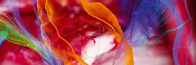 We did not find results for: Neurosurgery Microscopes Solutions Leica Microsystems