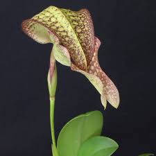 Image result for Bulbophyllum vulcanicum