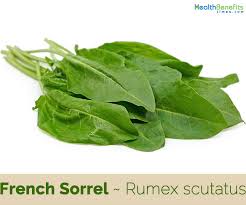 We did not find results for: French Sorrel Facts And Health Benefits