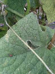 Image result for spider mites cucumber plants