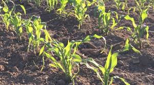 New england pest management, armidale, new south wales. New England Tree Fruit Management Guide Unh Extension