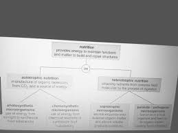 Draw A Flow Chart To Show Different Modes Of Nutrition Its