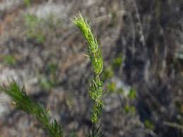 Image result for Seidelia