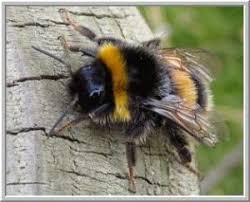 Bumblebees are large, fuzzy insects with short, stubby wings. Bumblebees Vs Honeybees Whats The Difference Bee Bumble Bee Buzzy Bee