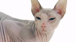 Check spelling or type a new query. Pisici Care Nu LasÄ PÄr Cele Mai IndrÄgite Rase Èi Cum Se Ingrijesc Ele