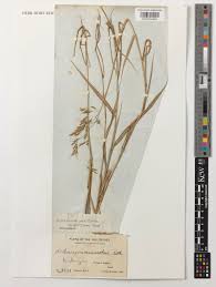 Image result for Capillipedium