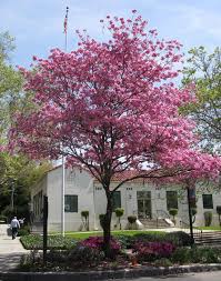 Image result for Tabebuia heterophylla