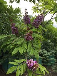 Image result for Millettia grandis