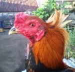 Cara membuat pakan ikan lele dari dedak. Kyojin Pakan Ayam Raksasa