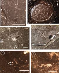 Colour Online Characteristic Microfacies Types From Thin Sections Download Scientific Diagram