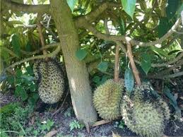 Musang king durian hitam : Bibit Durian Duri Hitam Asli Kaki Tiga Murah Higaragro