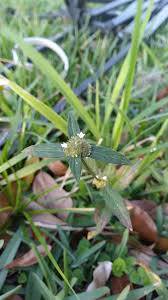 Image result for Spermacoce deserti