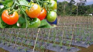 Belum banyak yang bertujuan untuk agrobisnis. Cara Menanam Tomat Agar Berbuah Banyak Di Kebun Budidayayuk