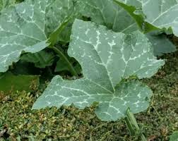 I grew 6 varieties of winter squash this year and for productivity, it's a tie between this one and bungkan. Yard To Table Seminole Pumpkin Uf Ifas Extension Orange County