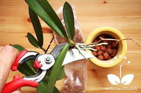 Image result for orchid cuttings