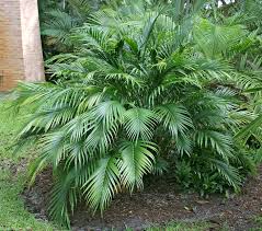 Avoid placing palms in drafts or in front of heaters or air conditioners. Bamboo Palm Better Homes Gardens
