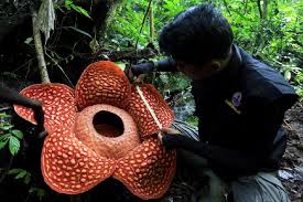 Dominan di tanah rendah dan hutan bukit di semenanjung malaysia, dan dikenali melalui pengeluaran bunga dan buah bermusim yang dikaitkan dengan bermulanya el nino southern oscillation (enso), yang berlaku sekali dalam masa empat tahun. Ini Rahasia Rafflesia Sengatan Bau Bangkai Hingga Jus Rasa Jarum Travel Tempo Co