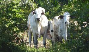 Explore tweets of lucas pereira @lucasps_oficial on twitter. Ananda R Pereira Martins Lucas Pereira Martins Leila Figueiredo Archives Conservation News