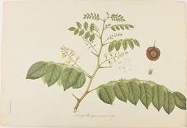 Image result for Pterocarpus indicus