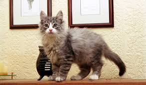 Norwegian forest cat · new york, ny. Norwegian Forest Cat Breed Information