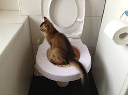 Should i lock it up for a few days? Teach Your Cat To Use Your Toilet