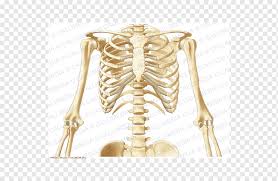 It is a very clean transparent background image and its resolution is 500x500 , please mark the image source when quoting it. Thorax Human Body Shoulder Anatomy Human Skeleton Abdomen Anatomy Limb Nerve Rib Cage Png Pngwing