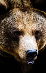 Born instinct by universal tribe records, released 19 january 2020 1. Grizzly Bear Facts Animal Facts Encyclopedia