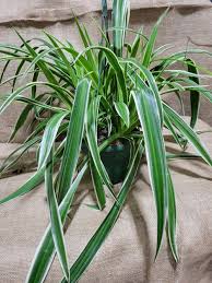 Image result for Chlorophytum lancifolium
