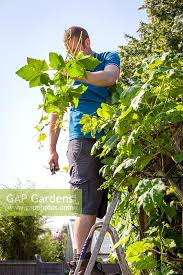 Image result for pruning grapes on a pergola