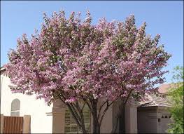 Stellata one of bob's favorites! Las Vegas Flowering Trees Orchid Tree For Sale Orchid Tree Purple Orchids Shade Trees