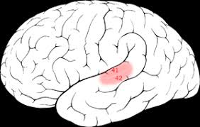 Resultado de imagem para Ã¡rea visual primaria