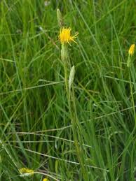 Image result for Pseudopodospermum hispanicum