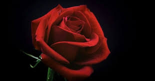 Bunga mawar dikagumi di seluruh dunia karena keindahan dan aromanya. Perhatikan 5 Hal Ini Sebelum Membeli Bunga Potong Popmama Com