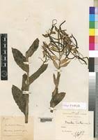 Image result for Bonatea steudneri