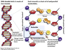 Leaving Cert Biology 2 5 Genetics