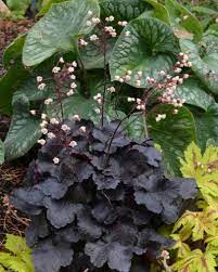 Maybe you would like to learn more about one of these? Planting Coral Bells How To Grow And Care For These Colorful Perennials Hgtv