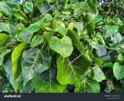 Image result for Hernandiaceae