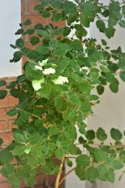 Image result for Tetradenia bainesii