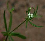 Image result for Pharnaceum brevicaule