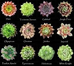 new 787 succulent plant chart succulent plants