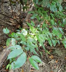 Image result for Hymenaea courbaril