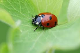 Garden Bugs: Ladybugs, Family Coccinellidae