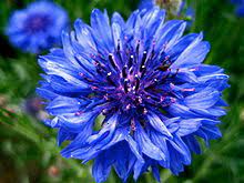 We did not find results for: Blue Flower Wikipedia