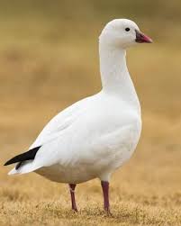 Black And White Goose With Red Beak Ross S Goose Chen Rossii Bird Life List Migratory Birds Snow Goose
