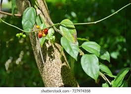 Image result for Tiliacora