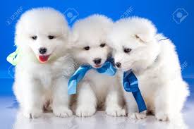 White Cute Puppies Of Samoyedskaja Dog On Blue Background Stock Photo Picture And Royalty Free Image Image 53078339